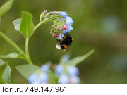 Close-up of a bumblebee on a blue flower of comfrey (symphytum) on a picturesque blurred background. Macrophotography. Стоковое фото, фотограф Роман Дзюбало / Фотобанк Лори