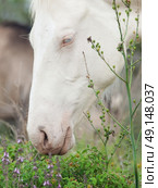 portrait of albino half-wild horse. Israel . Стоковое фото, агентство Ingram Publishing / Фотобанк Лори