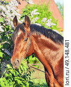 portrait of amazind gloss trakehner stallion near flower sunny day outdoor. Стоковое фото, агентство Ingram Publishing / Фотобанк Лори