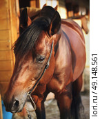bay beautiful horse at stable. close up. Стоковое фото, агентство Ingram Publishing / Фотобанк Лори