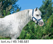 portrait of  gray  welsh pony. Стоковое фото, агентство Ingram Publishing / Фотобанк Лори