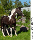 portrait of the beautiful paint draft horse. Стоковое фото, агентство Ingram Publishing / Фотобанк Лори