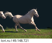 running cream ride pony at black background. Стоковое фото, агентство Ingram Publishing / Фотобанк Лори