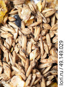crops natural sportive  muesli background. for horse. macro. Стоковое фото, агентство Ingram Publishing / Фотобанк Лори