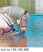 Portrait of Belgian draught horse in lake. Стоковое фото, агентство Ingram Publishing / Фотобанк Лори
