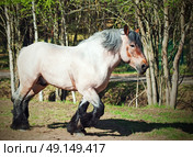 Running brabant stallion. Стоковое фото, агентство Ingram Publishing / Фотобанк Лори