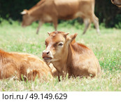 little spanish calve lay in pasture. Стоковое фото, агентство Ingram Publishing / Фотобанк Лори
