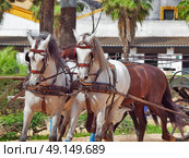 beautiful breed carriage  horses in Andalusia,  Spain. Стоковое фото, агентство Ingram Publishing / Фотобанк Лори