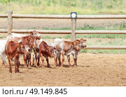 herd of little spanish calves. Andalusia. Spain. Стоковое фото, агентство Ingram Publishing / Фотобанк Лори