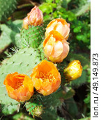 Flowers of Prickly pear plant (cactus) or Paddle  after rain. Стоковое фото, агентство Ingram Publishing / Фотобанк Лори