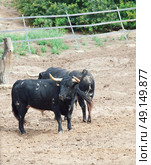 Fighting bulles in paddock  from Spain. Black bulles . Стоковое фото, агентство Ingram Publishing / Фотобанк Лори