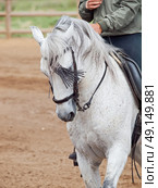 portrait of beautiful Andalisian grey  horse in move with rider. Стоковое фото, агентство Ingram Publishing / Фотобанк Лори