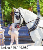 portrait of carriage white horse in Seville (Plaza de Espana),  Spain. Стоковое фото, агентство Ingram Publishing / Фотобанк Лори