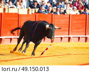 Fighting bull  from Spain. Black young bull . Стоковое фото, агентство Ingram Publishing / Фотобанк Лори