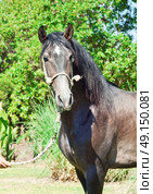 portrait of pure-bred  Andalusian grey  stallion. Spain. Стоковое фото, агентство Ingram Publishing / Фотобанк Лори