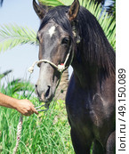 portrait of Andalusian grey  stallion at palm leaves background. Стоковое фото, агентство Ingram Publishing / Фотобанк Лори