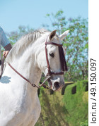portrait of Andalusian grey  stallion in movement. Стоковое фото, агентство Ingram Publishing / Фотобанк Лори