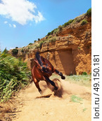 galloping bay  breed  horse at road near the rock. Стоковое фото, агентство Ingram Publishing / Фотобанк Лори