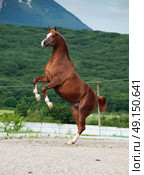 arabian chestnut stallion rearing. at mountain background. Стоковое фото, агентство Ingram Publishing / Фотобанк Лори