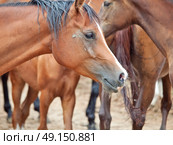 portrait of bay arabian mare at herd background. cloudy day. Стоковое фото, агентство Ingram Publishing / Фотобанк Лори
