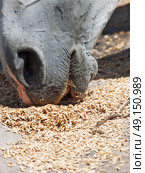 eating horse. close up. Стоковое фото, агентство Ingram Publishing / Фотобанк Лори