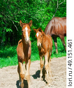 little  chestnut foals in movement. Стоковое фото, агентство Ingram Publishing / Фотобанк Лори