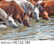 drinking arabian horse in the lake. sunny day. Стоковое фото, агентство Ingram Publishing / Фотобанк Лори