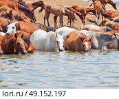 drinking arabian mares in the lake at liberty. sunny day. Стоковое фото, агентство Ingram Publishing / Фотобанк Лори