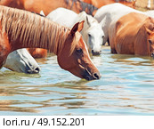 drinking arabian horse in the lake. sunny day. Стоковое фото, агентство Ingram Publishing / Фотобанк Лори