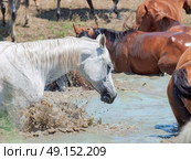 splashing arabian horse in the lake. sunny day. Стоковое фото, агентство Ingram Publishing / Фотобанк Лори
