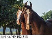 portrait of Marwari mare with her foal. India. Стоковое фото, агентство Ingram Publishing / Фотобанк Лори