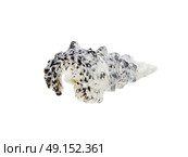 a conch isolated on white. Стоковое фото, агентство Ingram Publishing / Фотобанк Лори