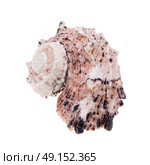  conch isolated on white. Стоковое фото, агентство Ingram Publishing / Фотобанк Лори