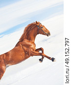 amazing sorrel horse in jump at blue  sky background sunny day. Стоковое фото, агентство Ingram Publishing / Фотобанк Лори
