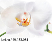 Beautiful White Orchid Flower. close up. Стоковое фото, агентство Ingram Publishing / Фотобанк Лори