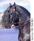 portrait of friesian horse . Стоковое фото, агентство Ingram Publishing / Фотобанк Лори