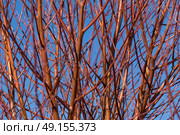 Red branch abstract with blue sky background . Стоковое фото, агентство Ingram Publishing / Фотобанк Лори