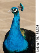 Beautiful peacock portrait. Стоковое фото, агентство Ingram Publishing / Фотобанк Лори
