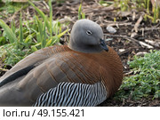 Ashy-headed goose resting at Slimbridge Bird Sanctuary. Стоковое фото, агентство Ingram Publishing / Фотобанк Лори