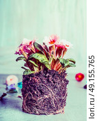 Primula flowers plant with dirt and roots  for planting, front view. Стоковое фото, агентство Ingram Publishing / Фотобанк Лори