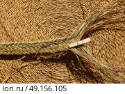 Esparto halfah grass used for crafts as cords basketry and espadrilles. Стоковое фото, агентство Ingram Publishing / Фотобанк Лори