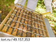 Beekeeper scraping frame of beehive. Стоковое фото, агентство Ingram Publishing / Фотобанк Лори