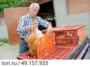 Man putting chickens into cages. Стоковое фото, агентство Ingram Publishing / Фотобанк Лори