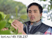 Garderner pruning a bush. Стоковое фото, агентство Ingram Publishing / Фотобанк Лори
