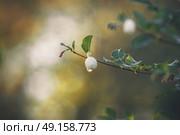 Snowberry hanging on a small twig with a droplet of dew in the morning sun in the fall. Стоковое фото, агентство Ingram Publishing / Фотобанк Лори