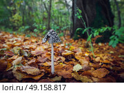 Coprinopsis picacea mushroom with a tall stalk and a black hat with white spots in a forest in the fall with golden autumn leaves. Стоковое фото, агентство Ingram Publishing / Фотобанк Лори