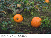 Garden in the fall with orange pumpkins after the rain. Стоковое фото, агентство Ingram Publishing / Фотобанк Лори
