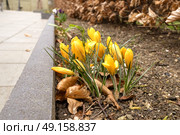 Yellow crocus flowers in the springtime in a flowerbed with withered leaves. Стоковое фото, агентство Ingram Publishing / Фотобанк Лори