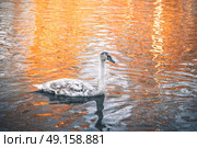 Swan cygnet changing feathers from grey to white and swimming in a lake on a nearly morning in the sunrise. Стоковое фото, агентство Ingram Publishing / Фотобанк Лори