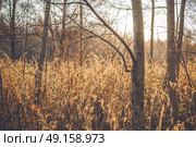 Nettles in the morning sunrise in a forest in autumn with the sun shining through the grass. Стоковое фото, агентство Ingram Publishing / Фотобанк Лори